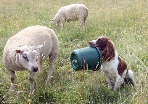 2、狗吃豬飼料有什么壞處？會發(fā)生什么？ 