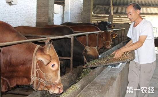 3、一公斤育肥牛西門塔爾日飼料成本是多少