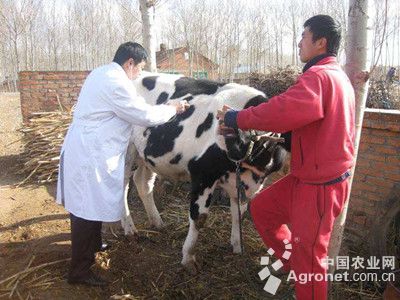 1、奶牛各階段飼料配方