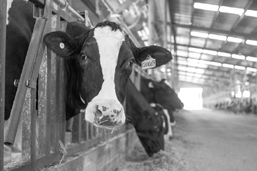 1、奶牛各階段飼料配方